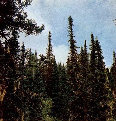 Спелый пихтовый лес на горном склоне (Алтай).