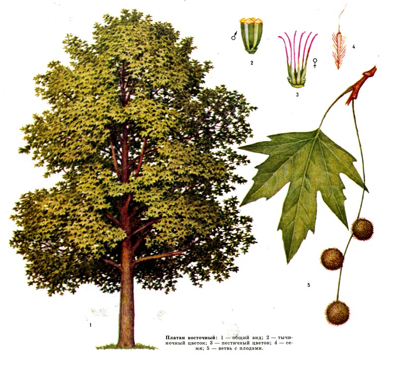 Дерево платан - фото, описание, где растет и как выглядит