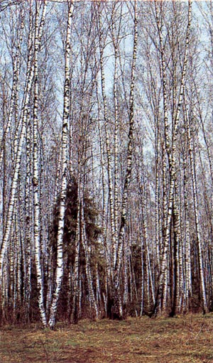 Порослевой берёзовый лес.