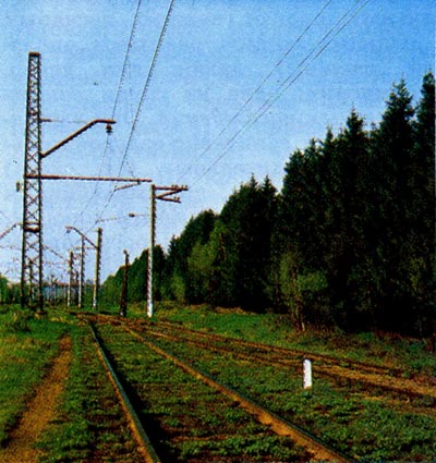 Защитная полоса из ели вдоль полотна железной дороги (Московская обл.)