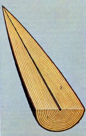 Схема отложения годичных слоёв древесины на стволе: 1 - поперечный разрез, 2 - продольный разрез.