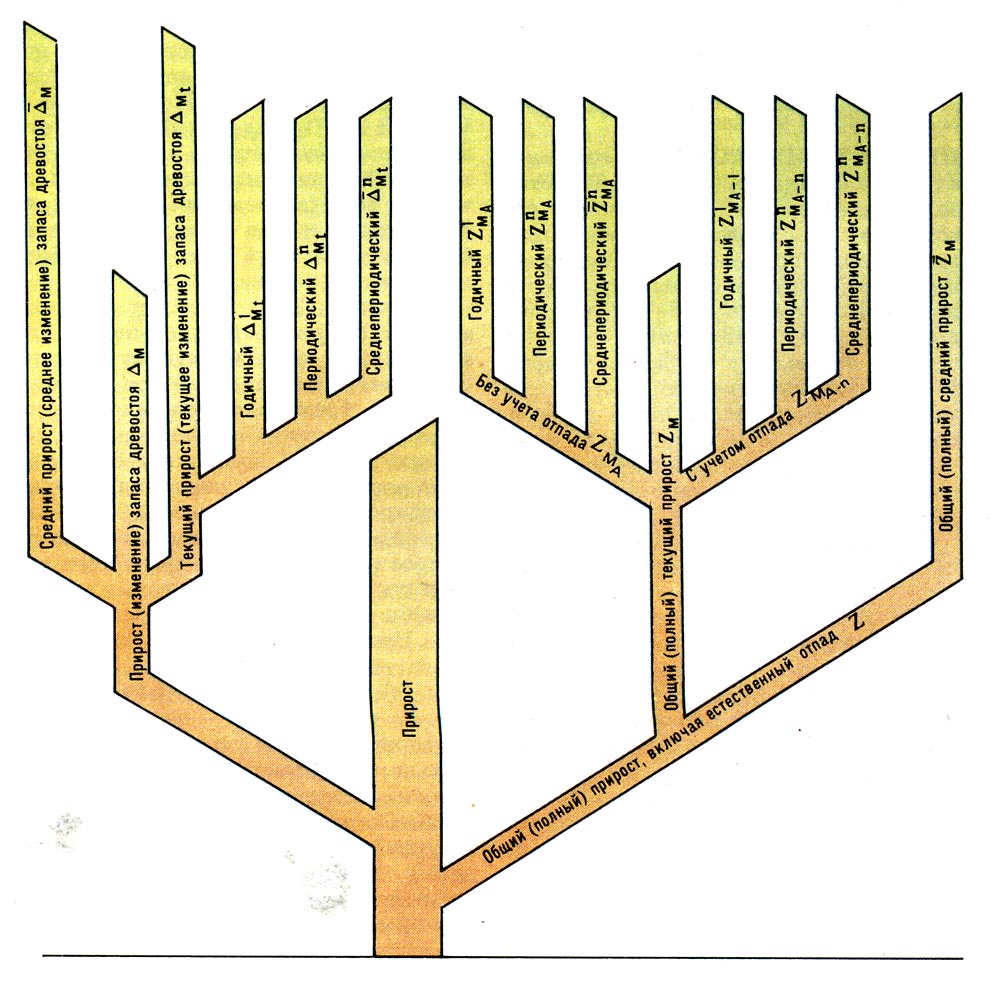 Схема прироста древесины в древостое.