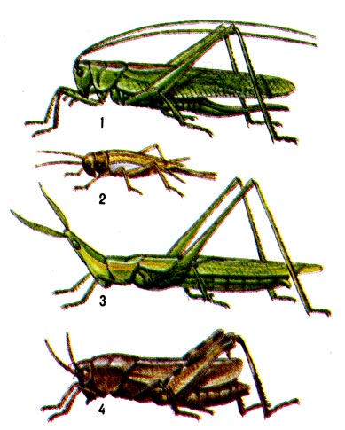 Прямокрылые: 1,2 - длинноусые (1 - зелёный кузнечик, 2 - домовый сверчок), 2 - домовый свечок, 3,4 - короткоусые (3 - акрида обыкновенная, или, двухцветная, 4 - кобылка трескучая).