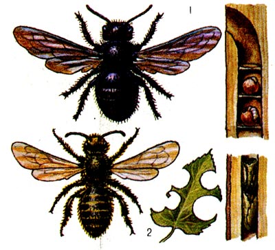 1. Пчела-плотник и её вскрытое гнездо с личинками. 2. Пчела-листорез, повреждённый ею лист шиповника и гнездо из двух ячеек.