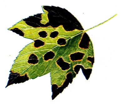 Чёрная пятнистость листьев клёна.