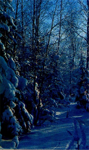 Рекреационный лес зимой (Подмосковье).