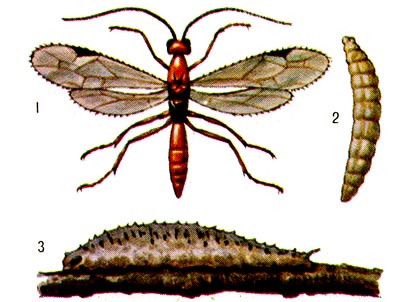 Rhogas dendrolimi: 1 - взрослое насекомое, 2 - личинка, 3 - мумия гусеницы сибирского коконопряда.
