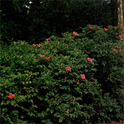 Роза морщинистая (цветение).