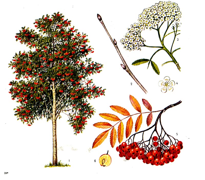Рябина обыкновенная: 1 - общий побег, 2 - побег с почками, 3 - ветвь с листьями и соцветиями, 4 - цветок, 5 - ветвь с листьями и плодами, 6 - плод в поперечном разрезе.