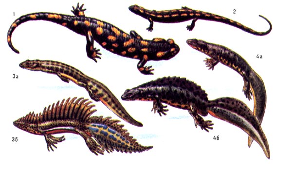 Саламандровые: 1 - пятнистая саламандра; 2 -  кавказская саламандра; 3 - малоазиаьский тритон (а - самка; б - самец); 4 - гребенчатый тритон (а - самка, б - самец).