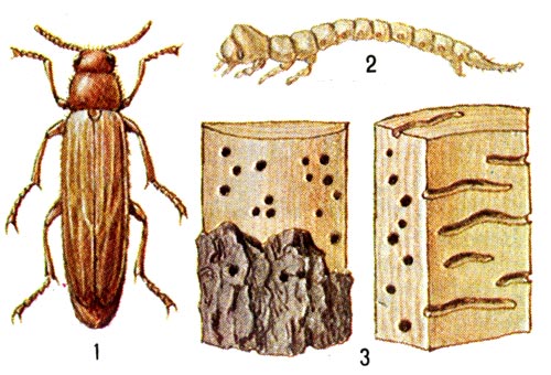 Хвойное сверлило: 1 - жук, 2 - личинка, 3 -  повреждённая личинка.