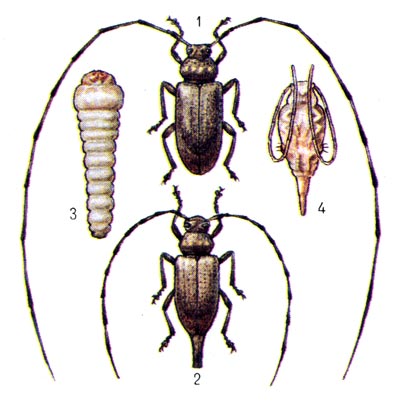 Серый длинноусый усач: 1 - самец, 2 - самка, 3 - личинка, 4 - куколка.