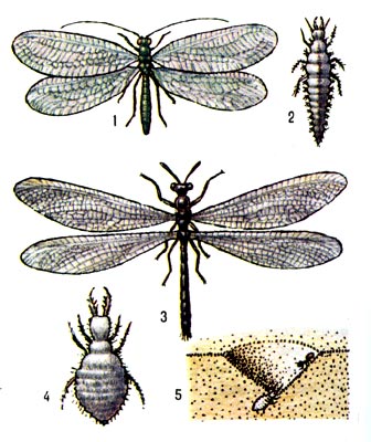 Сетчатокрылые: 1 - златоглазка обыкновенная, 2 - её личинка, 3 - обыкновенный муравьиный лев, 4 - его личинка, 5 - воронка.