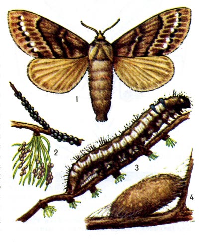 Сибирский коконопряд: 1 - бабочка, 2 - кладка яиц, 3 - гусеница на ветке, 4 - кокон.