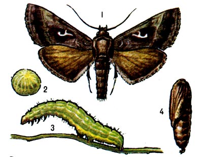 Совка-гамма: 1 - бабочка, 2 - яйцо (увеличено), 3 - гусеница, 4 - куколка.