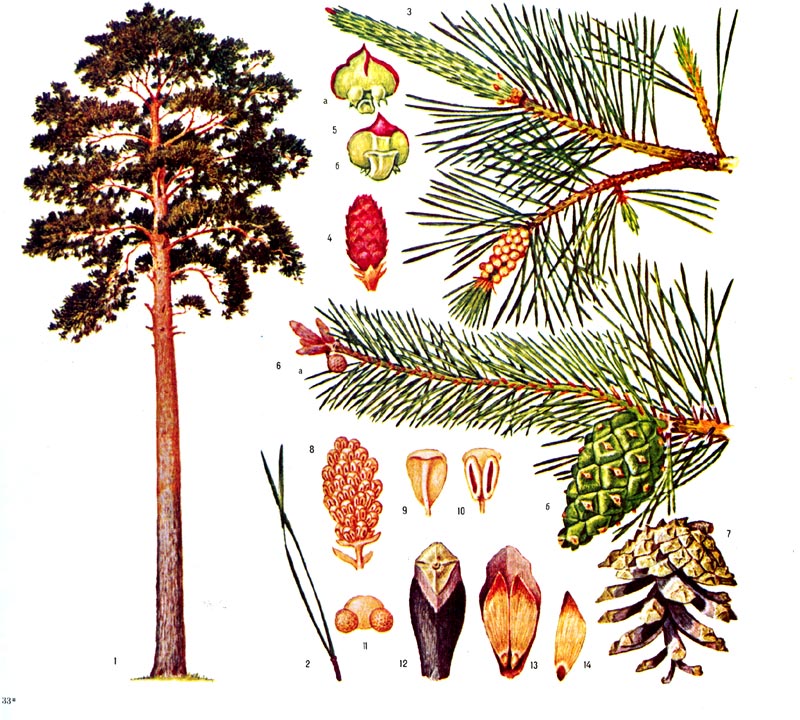 Сосна обыкновенная: 1 - общий вид дерева, 2 - укороченный побег с двумя хвоинками, 3 - ветвь с женскими и мужскими стробилами, 4 - женская шишечка, состоящая из макростробил, в момент цветения, 5 - макростробил (а  -семенная чешуя с двумя семяпочками, б - кроющая и семенная чешуи), 6 - ветвь с зимующей шишечкой (а) и сформировавшейся шишечкой (б), 7 - раскрывшаяся зрелая шишка, 8 - мужской колосок, состоящий из макростробил, 9,10 - микроспорофилл, 11 - пыльца, 12 - одревесневшие семенные и кроющие чешуи с утолщённой верхушкой - щитком (апофизом), 13 - одревесневшая семенная чешуя с 2 крылатыми семенами, 14 - семя с крылышком.