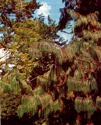 Сосна поникшая  (Pinus patula).