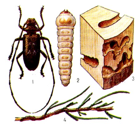 Сосновый чёрный усач. 1 - жук, 2 - личинка, 3 - личиночные ходы под корой и в древесине, 4 - сосновая ветвь, повреждённая жуками.