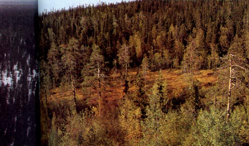 Лесной массив (Карелия).