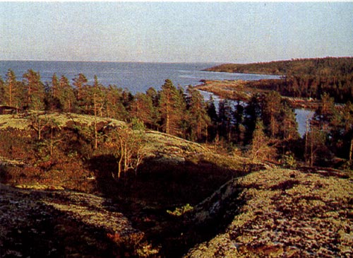 Прибрежные леса Белого моря.