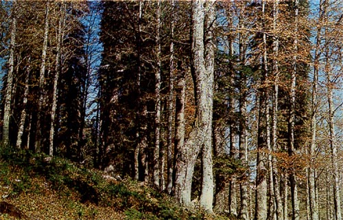 Буковый лес (Закарпатье).