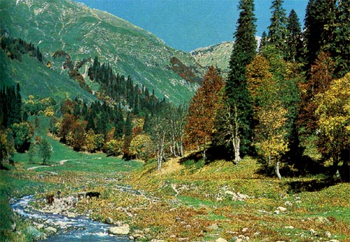 Горные леса (Кавказ).