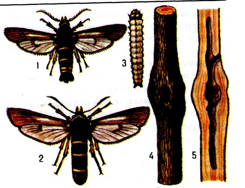 Малая тополёвая стеклянница: 1 и 2 - бабочки (сверху самец), 3 - гусеница,  4 - вздутие ствола над ходами личинок, 5 - ходы личинок в стволе.