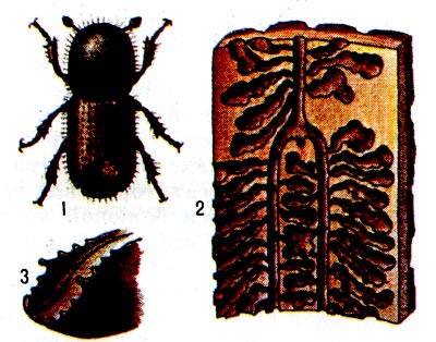 Стенограф: 1 - жук, 2 - брачная камера, маточные и личиночные ходы, 3 - тачка жука. 
