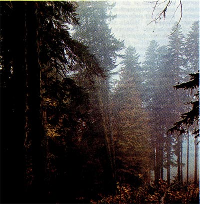 Тебердинский заповедник (туманное утро в лесу).