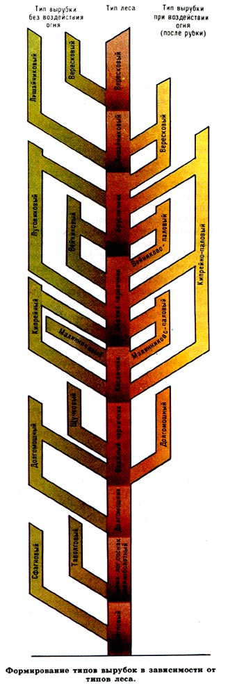 Формирование типов вырубок в зависимости от типов леса.