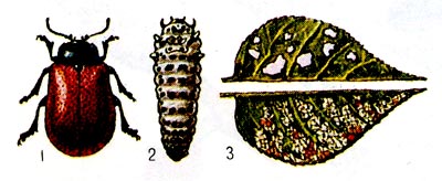 Тополевый листоед: 1 - жук,  2 - личинка, 3 - лист тополя, повреждённый жуком (сверху) и личинкой (снизу).