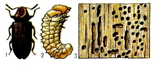 Мебельный точильшик: 1 - жук, 2 - личинка, 3 - повреждённая личинками древесина.