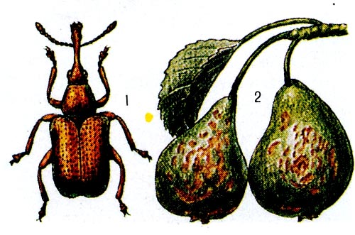 Грушевый большой трубковёрт: 1 - жук, 2 - повреждённые плоды груши.