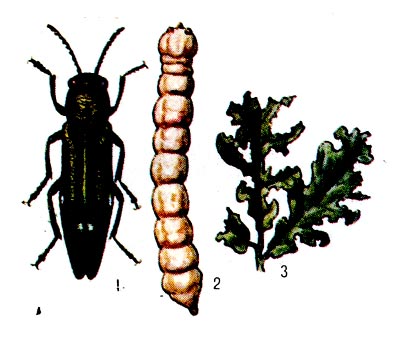 Двупятнистая дубовая узкотелая златка: 1 - жук, 2 - личина, 3 - повреждённые листья дуба.