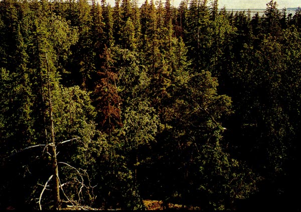 Хвойный лес подмосковья (вверху ) и тайга Северной Карелии (внизу).