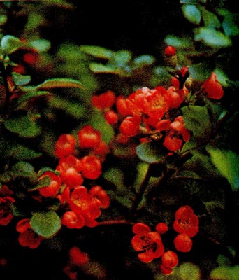 Японская айва: цветение.