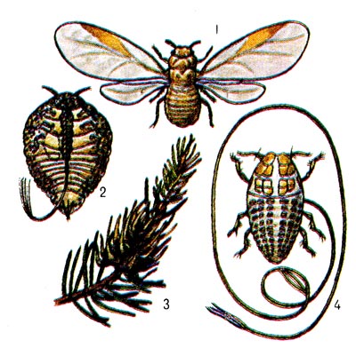 Жёлтый хермес и его галлы: 1 - крылатая самка, 2 - бескрылая самка, 3 - галлы на ветке ели, 4 - зимующая личинка.