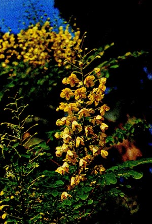 Обобщённая схема строения цветка: 1 - цветоножка, 2 - цветоложе, 3 - околоцветник, 4 - чашелистики, 5 - лепестки, 6 - тычинки (а - пыльник, б - тычиночная нить),  7 - пестик (в - рыльце, г - столбик, д - завязь). 
