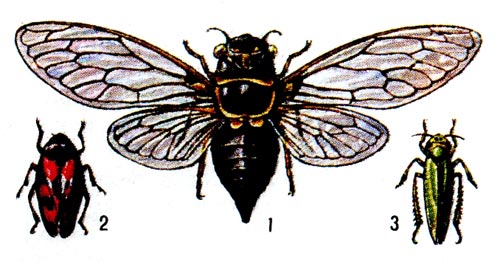 Цикадовые: 1 - цикадаобыкновенная, 2 - краснопятниситая цикадка, 3 - зелёная цикадка.