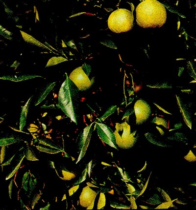 Апельсин (Citrus sinensis).