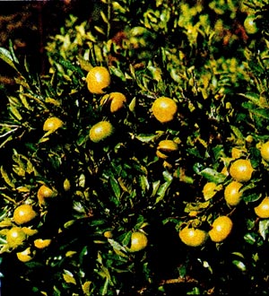 Мандарин (Citrus reticulata).