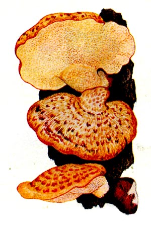 Чешучатый трутовик: плодовое тело гриба.