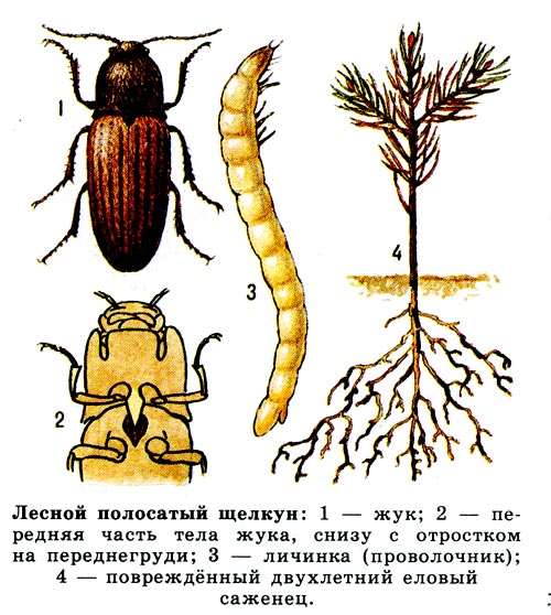 Лесной полосатый щелкун: 1 - жук, 2 - передняя часть тела жука, снизу с отростком на переднегруди, 3 - личинка (проволочник), 4 - повреждённый двухлетний еловый саженец.