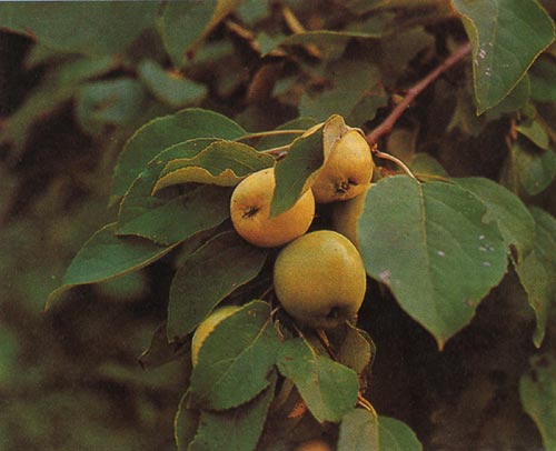 Яблоня лесная: ветвь с плодами.