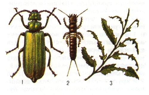 Ясеневая шпанка: 1 - жук, 2 - личинка, 3 - повреждённая ветка ясеня.